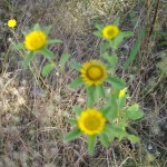 Pallenis spinosa